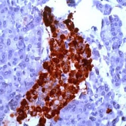 Chromogranin A Antibody - BSA Free, Novus Biologicals 1mL; Unlabeled:Antibodies,