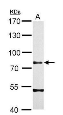 Chromogranin C Antibody, Novus Biologicals 0.1mL; Unlabeled:Antibodies,