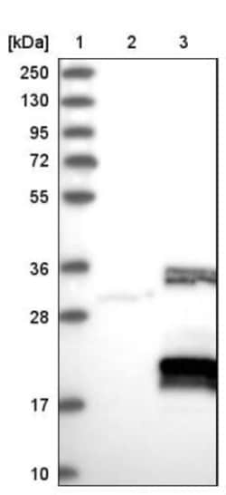 CHTOP Antibody, Novus Biologicals 25 &mu;L; Unlabeled:Antibodies, Polyclonal