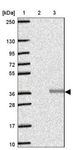 Chymotrypsin-like protease Antibody, Novus Biologicals:Antibodies:Primary