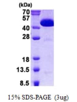Novus Biologicals&trade;&nbsp;Recombinant Human CIAO1 His Protein