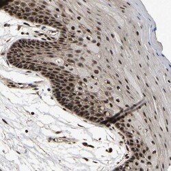 CIAO1 Antibody, Novus Biologicals:Antibodies:Primary Antibodies