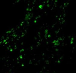 cIAP-1/HIAP-2 Antibody - BSA Free, Novus Biologicals 0.1mg; Unlabeled:Antibodies,