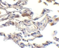 cIAP-1/HIAP-2 Antibody - BSA Free, Novus Biologicals 0.1mg; Unlabeled:Antibodies,