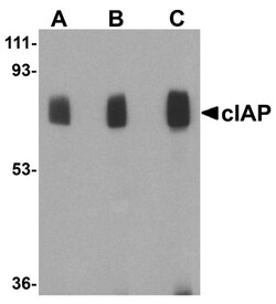 cIAP-1/HIAP-2 Antibody - BSA Free, Novus Biologicals 0.1mg; Unlabeled:Antibodies,