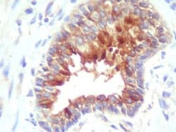 cIAP-2/HIAP-1 Antibody - BSA Free, Novus Biologicals:Antibodies:Primary