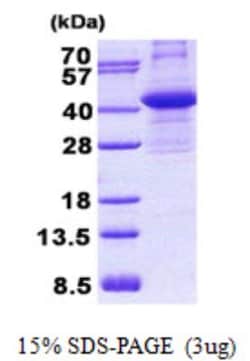 Novus Biologicals&trade;&nbsp;Recombinant Human CIAPIN1 His Protein