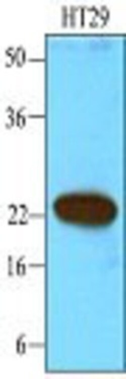 CIB1 Antibody (1D1) - BSA Free, Novus Biologicals 0.1mL; Unlabeled:Antibodies,