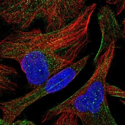 ARMC3 Antibody, Novus Biologicals:Antibodies:Primary Antibodies