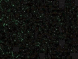 CIDEA Antibody, Novus Biologicals 0.1 mg | Buy Online | Novus Biologicals | Fisher Scientific