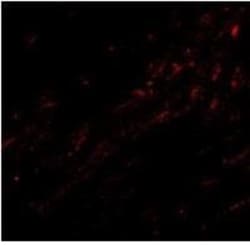 CIDEA Antibody - BSA Free, Novus Biologicals 0.025 mg, Unconjugated:Antibodies,