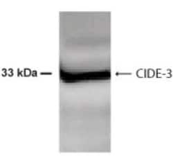 CIDEC Antibody - BSA Free, Novus Biologicals 0.1mL; Unlabeled:Antibodies,