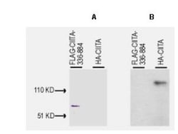 CIITA Antibody - (1-333 aa), Novus Biologicals 0.1mL; Unlabeled:Antibodies,