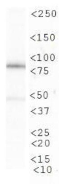 CIP2A Antibody (2G10), Novus Biologicals 0.025mL; Unlabeled:Antibodies,