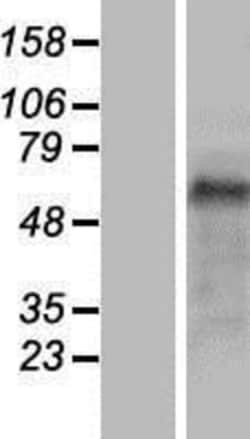 Novus Biologicals™ Cip4 Overexpression Lysate