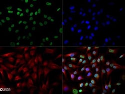 Cited-2 Antibody (JA22) - BSA Free, Novus Biologicals 0.1mL; Unlabeled:Antibodies,