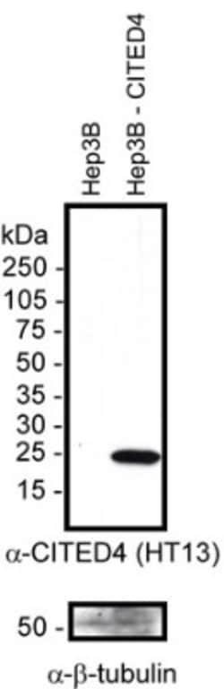 CITED4 Antibody (HT13-2D6.3), Novus Biologicals 0.025mL; Unlabeled:Antibodies,