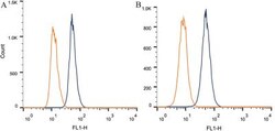CITED4 Antibody (HT13-2D6.3), Novus Biologicals 0.025mL; Unlabeled:Antibodies,