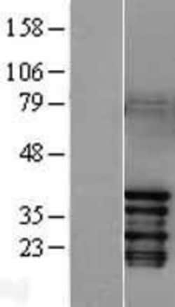 Novus Biologicals™ c-jun Overexpression Lysate