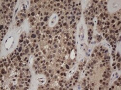 c-jun Antibody (OTI2D11), Novus Biologicals 0.1mL; Unlabeled:Antibodies,