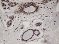 c-jun Antibody (OTI2D11), Novus Biologicals 0.1mL; Unlabeled:Antibodies,