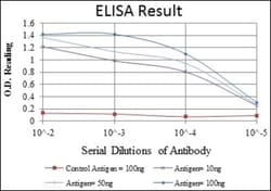 c-jun Antibody (5B1), Novus Biologicals:Antibodies:Primary Antibodies