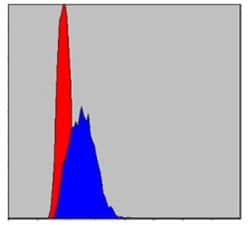 c-jun Antibody (5B1), Novus Biologicals:Antibodies:Primary Antibodies
