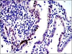 c-jun Antibody (5B1), Novus Biologicals:Antibodies:Primary Antibodies