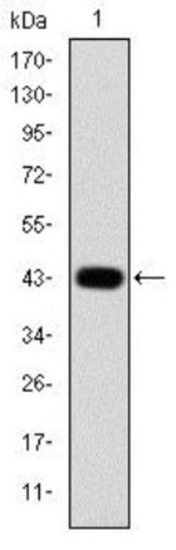 c-jun Antibody (5B1), Novus Biologicals:Antibodies:Primary Antibodies