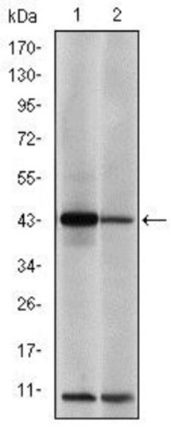 c-jun Antibody (5B1), Novus Biologicals:Antibodies:Primary Antibodies