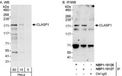 CLASP1 Antibody, Novus Biologicals 100 &mu;L | Buy Online | Novus Biologicals | Fisher Scientific