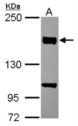 CLASP1 Antibody, Novus Biologicals 0.1mL; Unlabeled:Antibodies, Polyclonal
