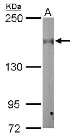 CLASP1 Antibody, Novus Biologicals 0.1mL; Unlabeled:Antibodies, Polyclonal