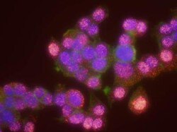 Claspin Antibody, Novus Biologicals 0.1mg; Unlabeled:Antibodies, Polyclonal