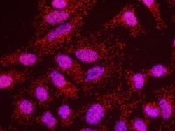 Claspin Antibody, Novus Biologicals 0.1mg; Unlabeled:Antibodies, Polyclonal