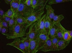 Claspin Antibody, Novus Biologicals 0.1mg; Unlabeled:Antibodies, Polyclonal