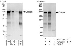 Claspin Antibody, Novus Biologicals 0.1mg; Unlabeled:Antibodies, Polyclonal