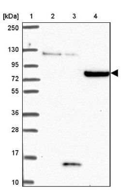 CLASRP Antibody, Novus Biologicals 0.1mL; Unlabeled:Antibodies, Polyclonal