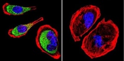 Clathrin Heavy Chain 1/CHC17 Antibody (X22) - BSA Free, Novus Biologicals