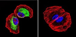 Clathrin Heavy Chain 1/CHC17 Antibody (X22) - BSA Free, Novus Biologicals