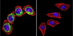 Clathrin Heavy Chain 1/CHC17 Antibody (X22) - BSA Free, Novus Biologicals