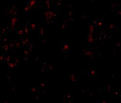 Claudin-1 Antibody - BSA Free, Novus Biologicals 0.1mg; Unlabeled:Antibodies,