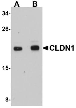 Claudin-1 Antibody - BSA Free, Novus Biologicals 0.1mg; Unlabeled:Antibodies,