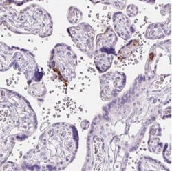 Claudin-25 Antibody, Novus Biologicals 0.1mL; Unlabeled:Antibodies, Polyclonal