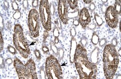 Claudin-8 Antibody, Novus Biologicals 100 ul; Unconjugated:Antibodies,