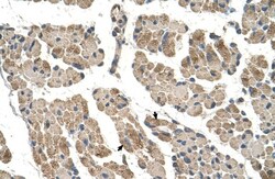 CLCC1 Antibody, Novus Biologicals:Antibodies:Primary Antibodies