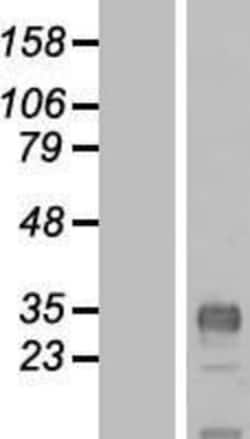 Novus Biologicals&trade;&nbsp;CLDND1 Overexpression Lysate