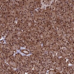 CLE7 homolog Antibody, Novus Biologicals 0.1mL; Unlabeled:Antibodies, Polyclonal
