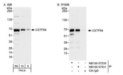 Cleavage stimulation factor 2 Antibody, Novus Biologicals 0.1mL; Unlabeled:Antibodies,