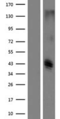 Novus Biologicals&trade;&nbsp;CLEC12B Overexpression Lysate